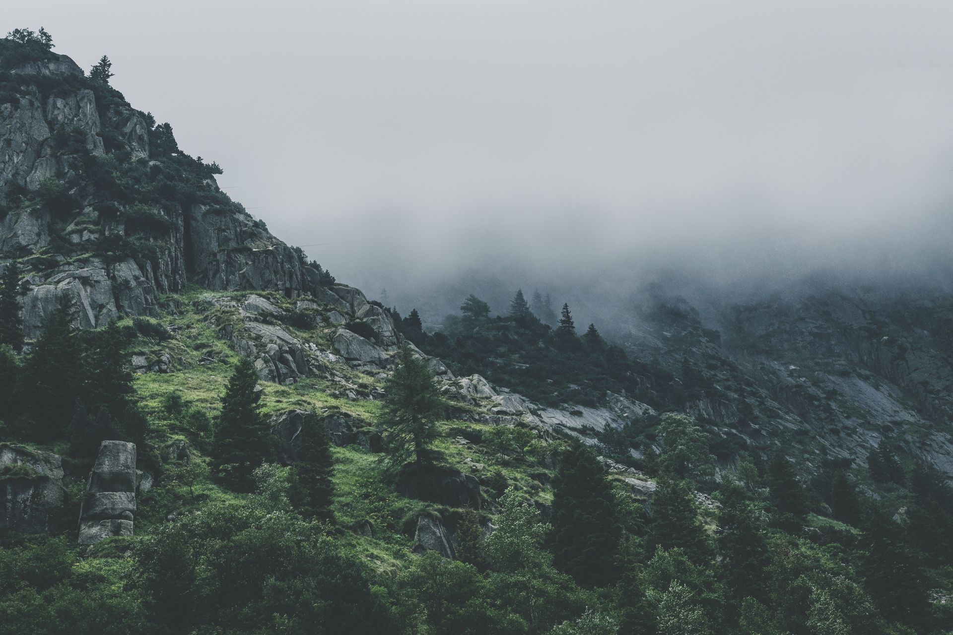 Dense cloud forest canopy in soft mist